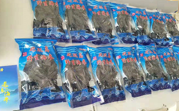 砣磯島海參：海中珍饈的獨特魅力